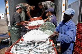 Image du Maroc Professionnelle de  Les ouvriers s'activent énergiquement sans perdre de temps à couvrir de glace les caisses en plastique rempli de sardines vivantes, cette dynamique dans le but de conserver la sardine toute fraîche durant l’opération du transport au Port de Laayoune, Lundi 8 Mars 2010. (Photo / Abdeljalil Bounhar) 